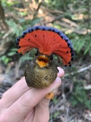 Onychorhynchus coronatus