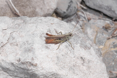 Gomphocerippus rufus