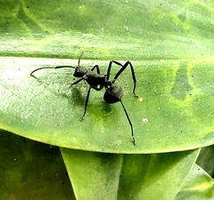 Myrmhopla