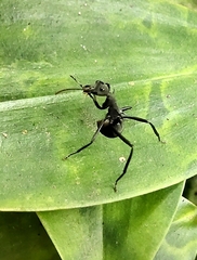 Myrmhopla