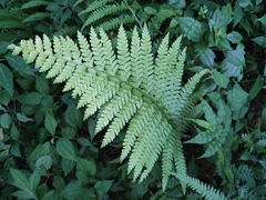 Microlepia pseudostrigosa