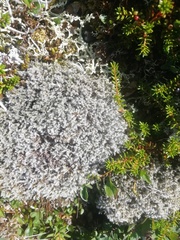 Cladonia rangiferina