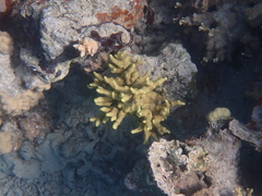 Porites attenuata