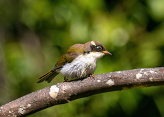 Melithreptus chloropsis