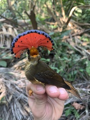 Onychorhynchus coronatus