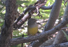 Geothlypis tolmiei