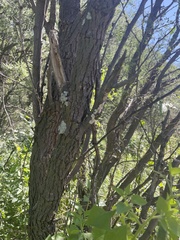 Flavopunctelia soredica