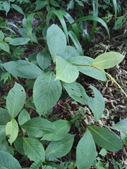 Persicaria filiformis