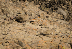 Metriopelia melanoptera