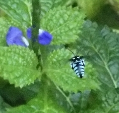 Thyreus himalayensis