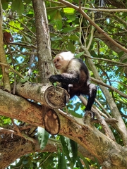 Cebus imitator