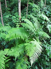 Pseudocyclosorus subochthodes