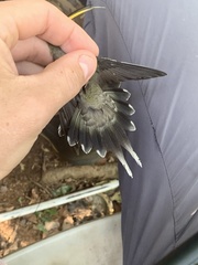 Phaethornis hispidus