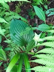 Hosta ventricosa