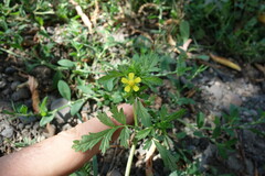 Potentilla paradoxa