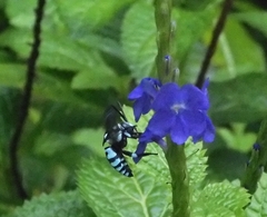 Thyreus himalayensis