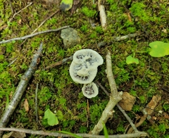 Phellodon niger