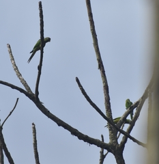 Eupsittula nana