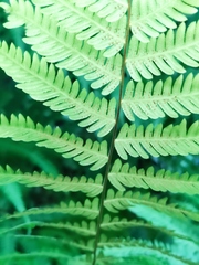 Pseudocyclosorus subochthodes