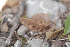 Psophus stridulus