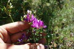 Astragalus davuricus
