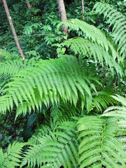 Pseudocyclosorus subochthodes