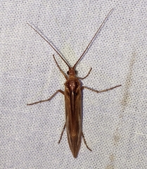 Limnephilus flavastellus