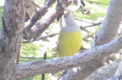 Geothlypis tolmiei