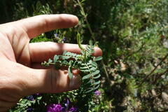 Astragalus davuricus