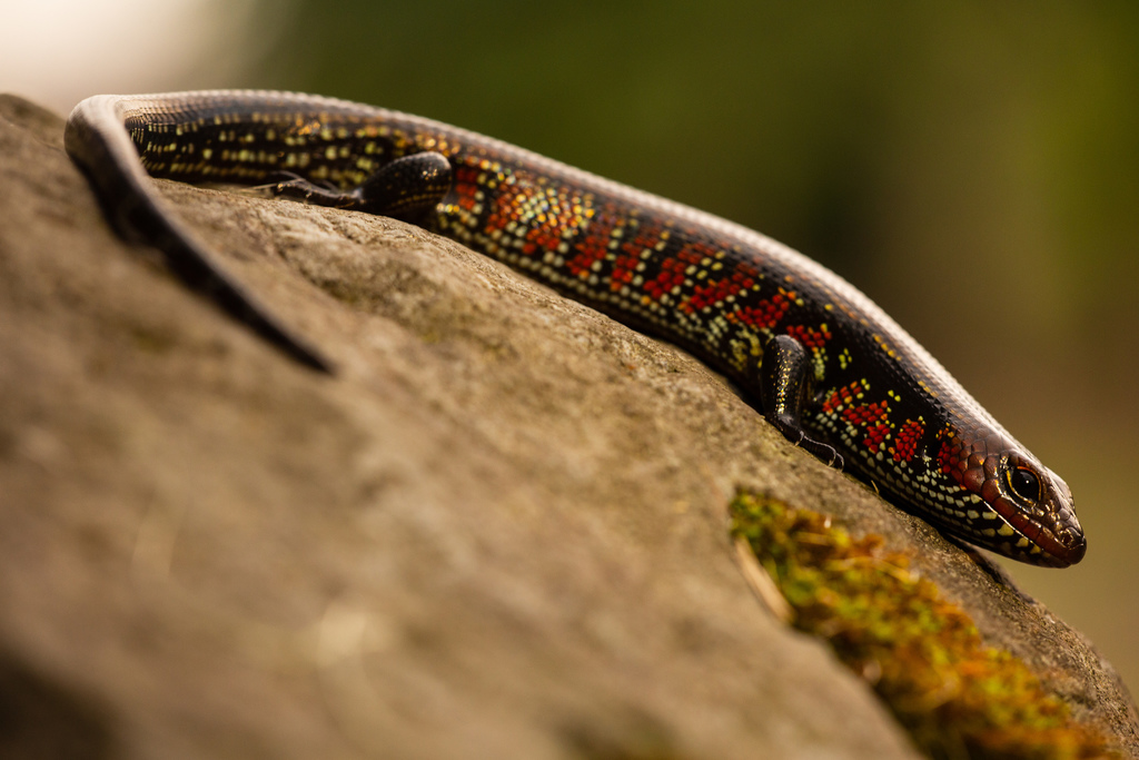 Supple and Writhing Skinks