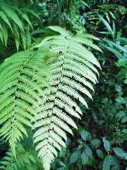 Pseudocyclosorus subochthodes