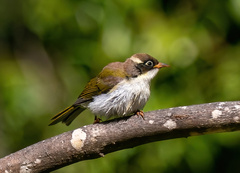 Melithreptus chloropsis