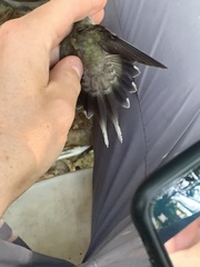 Phaethornis hispidus