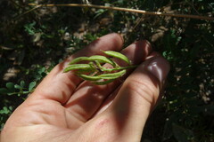 Astragalus davuricus