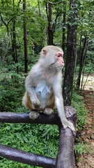 Macaca mulatta