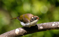 Melithreptus chloropsis