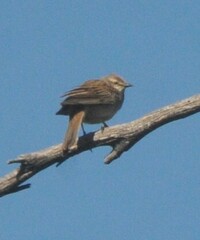 Cincloramphus mathewsi