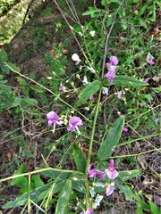Desmodium
