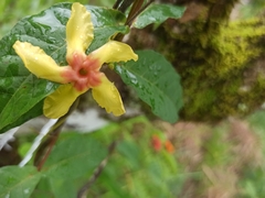 Mandevilla subsagittata