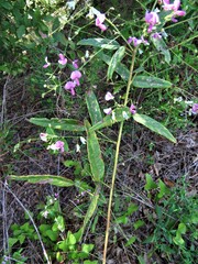 Desmodium