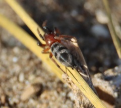 Sergiolus decoratus