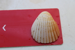 Cardiidae