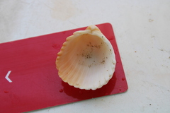 Cardiidae