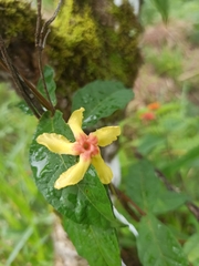 Mandevilla subsagittata
