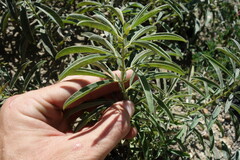 Thermopsis lanceolata