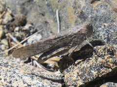 Circotettix undulatus