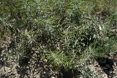 Thermopsis lanceolata