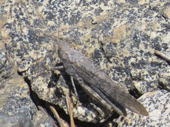 Circotettix undulatus