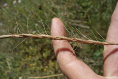 Elymus gmelinii