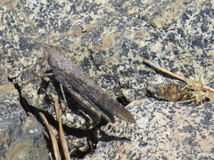 Circotettix undulatus